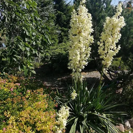 Zielone Tarasy Na Kaszubach *