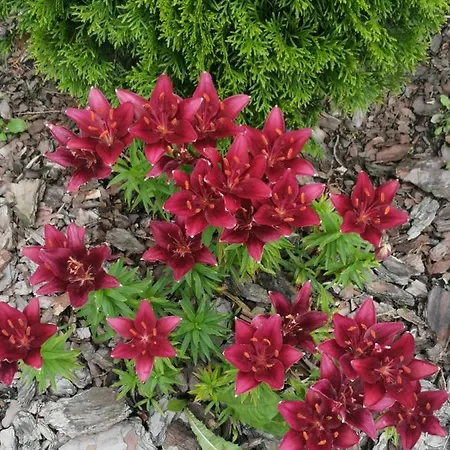 Zielone Tarasy Na Kaszubach Проживание в семье