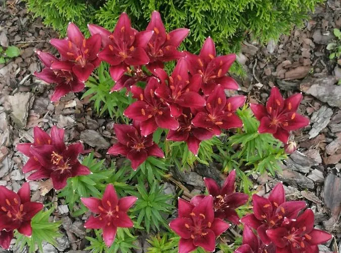 Zielone Tarasy Na Kaszubach ホームステイ